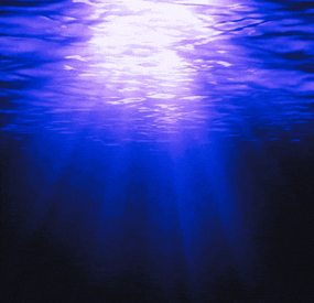 More information about "The Angler"