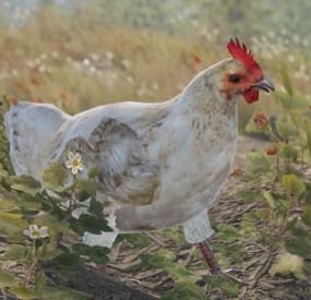More information about "Protect Animals"