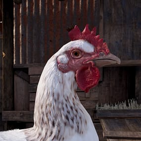 More information about "EggBox"