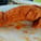 ChickenWings