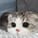 Kawaii Cat