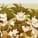 Bardock_Elite29