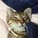 IGF_Nekoike