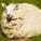 SheepRSA