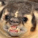 Angry Badger