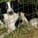 alphadog1999