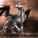 American Howa Guy72