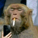 Monkee.