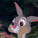 Trap_fr
