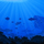 More information about "Barnacle Reef Custom Map"