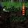 More information about "Custom Crops"