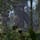 More information about "Jungle Rock Formations"