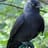 JackDaw