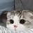 Kawaii Cat