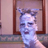 Gally