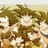 Bardock_Elite29