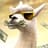 llama