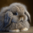 wabbit_420