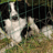 alphadog1999