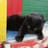 Katze