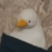 Squidyc