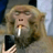 Monkee.