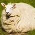 SheepRSA