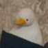 Squidyc