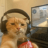Pabz5050
