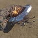More information about "Crashed UFO"