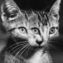 fraidycat