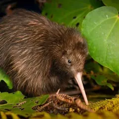 Kiwi23