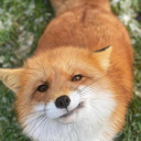 FOX_04