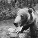 BipolarBear